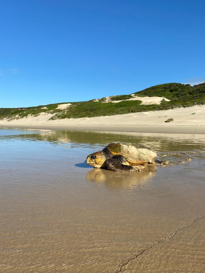 Soutelande Country Stay - Close To 1#Beach In Pe Port Elizabeth Eksteriør bilde