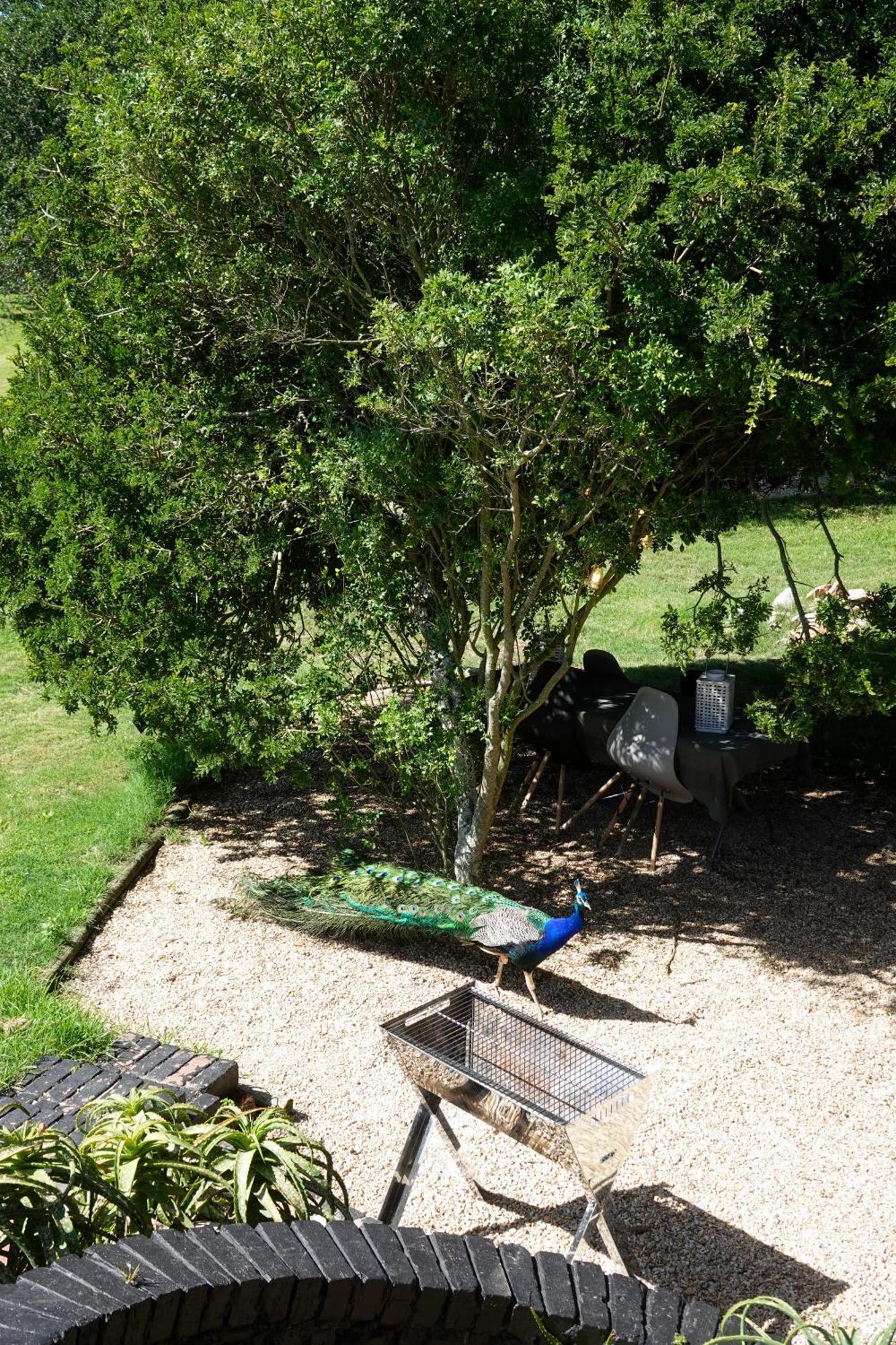 Soutelande Country Stay - Close To 1#Beach In Pe Port Elizabeth Eksteriør bilde